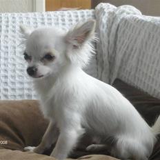 Chihuahua Snowy