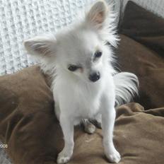 Chihuahua Snowy