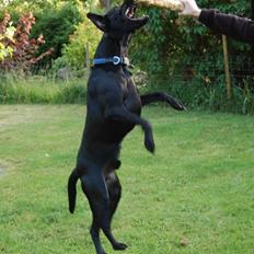 Blanding af racer Boris