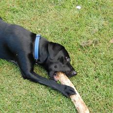 Blanding af racer Boris