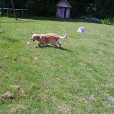 Golden retriever Daisy
