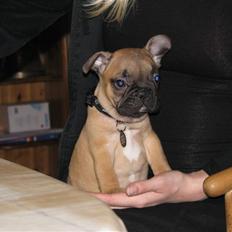 Fransk bulldog Tarzan -r.i.p. 2011