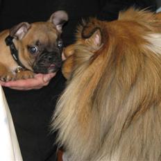 Fransk bulldog Tarzan -r.i.p. 2011