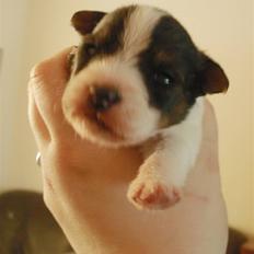 Blanding af racer Nikko