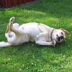 Labrador retriever Rasmus