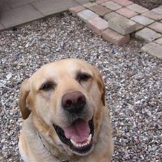 Labrador retriever Rasmus