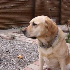 Labrador retriever Rasmus