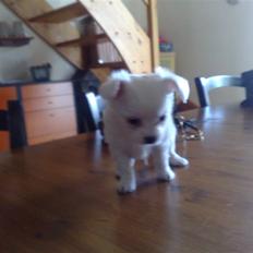 Blanding af racer Tonic Bennet