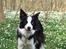 Border collie Succes