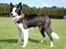 Border collie Succes