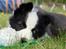 Border collie Succes