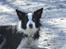 Border collie Succes