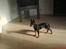 Dvaergpinscher Rødkildes Dakota