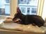Dvaergpinscher Rødkildes Dakota
