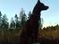 Blanding af racer DIFF - En smuk tur i skoven.. Diff the forest queen..