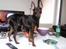 Dvaergpinscher Rødkildes Dakota - Det her må jeg vidst ikke, bare jeg ikke bliver opdaget...