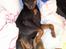 Dvaergpinscher Rødkildes Dakota - Aaah, her ligger man skønt.
