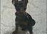 Dvaergpinscher Rødkildes Dakota