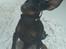 Dvaergpinscher Rødkildes Dakota