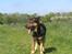 Blanding af racer Loke Rott/schæfer/norsk elg hund