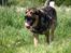 Blanding af racer Loke Rott/schæfer/norsk elg hund