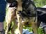Blanding af racer Loke Rott/schæfer/norsk elg hund