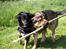 Blanding af racer Loke Rott/schæfer/norsk elg hund