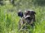 Blanding af racer Loke Rott/schæfer/norsk elg hund