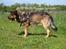 Blanding af racer Loke Rott/schæfer/norsk elg hund