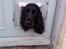 Cocker spaniel Nova