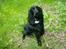 Cocker spaniel Nova