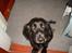 Cocker spaniel Nova