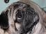 Mops Viggo