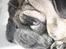 Mops Viggo