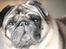 Mops Viggo