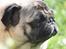 Mops Viggo