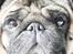 Mops Viggo