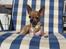 Chihuahua *~ Shika ~* R.I.P - Aaee, solbadning ér altså luksus! :´)