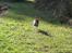 Chihuahua *~ Shika ~* R.I.P - Hopla, på tur i solskind :´) Uumm..