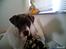 Amerikansk bulldog Basse