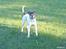 Amerikansk bulldog Basse