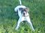 Amerikansk bulldog Basse