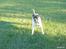 Amerikansk bulldog Basse