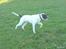 Amerikansk bulldog Basse