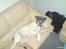 Amerikansk bulldog Basse
