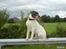 Amerikansk bulldog Basse