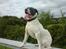 Amerikansk bulldog Basse