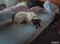Amerikansk bulldog Basse