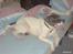 Amerikansk bulldog Basse