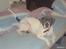 Amerikansk bulldog Basse